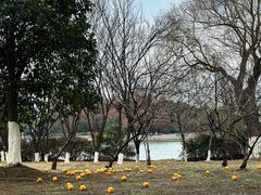 -苏州金鸡湖大酒店