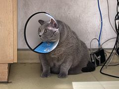 -艾贝尔宠物医院·24H转诊中心·肿瘤猫专科(江宁双龙店)