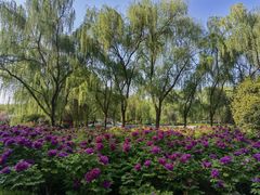 -洛阳市隋唐城遗址植物园