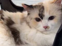 -纳吉亚猫专科动物诊疗中心(蒋宅口分院)