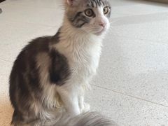 -飞行喵MR PILOT|猫舍·猫咖(静安大融城店)