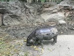 -清迈夜间动物园