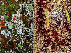 -麻麻鱼府主题涮锅(明珠家园店)