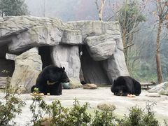 -都江堰中华大熊猫苑
