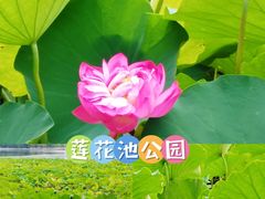 -莲花池公园