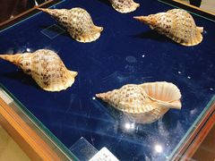 -青岛贝壳博物馆
