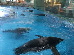 -帝企鹅自助餐厅•儿童岛•真企鹅(长隆企鹅酒店)