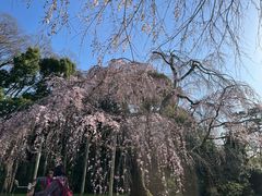 -醍醐寺