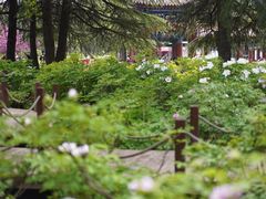 -洛阳市隋唐城遗址植物园