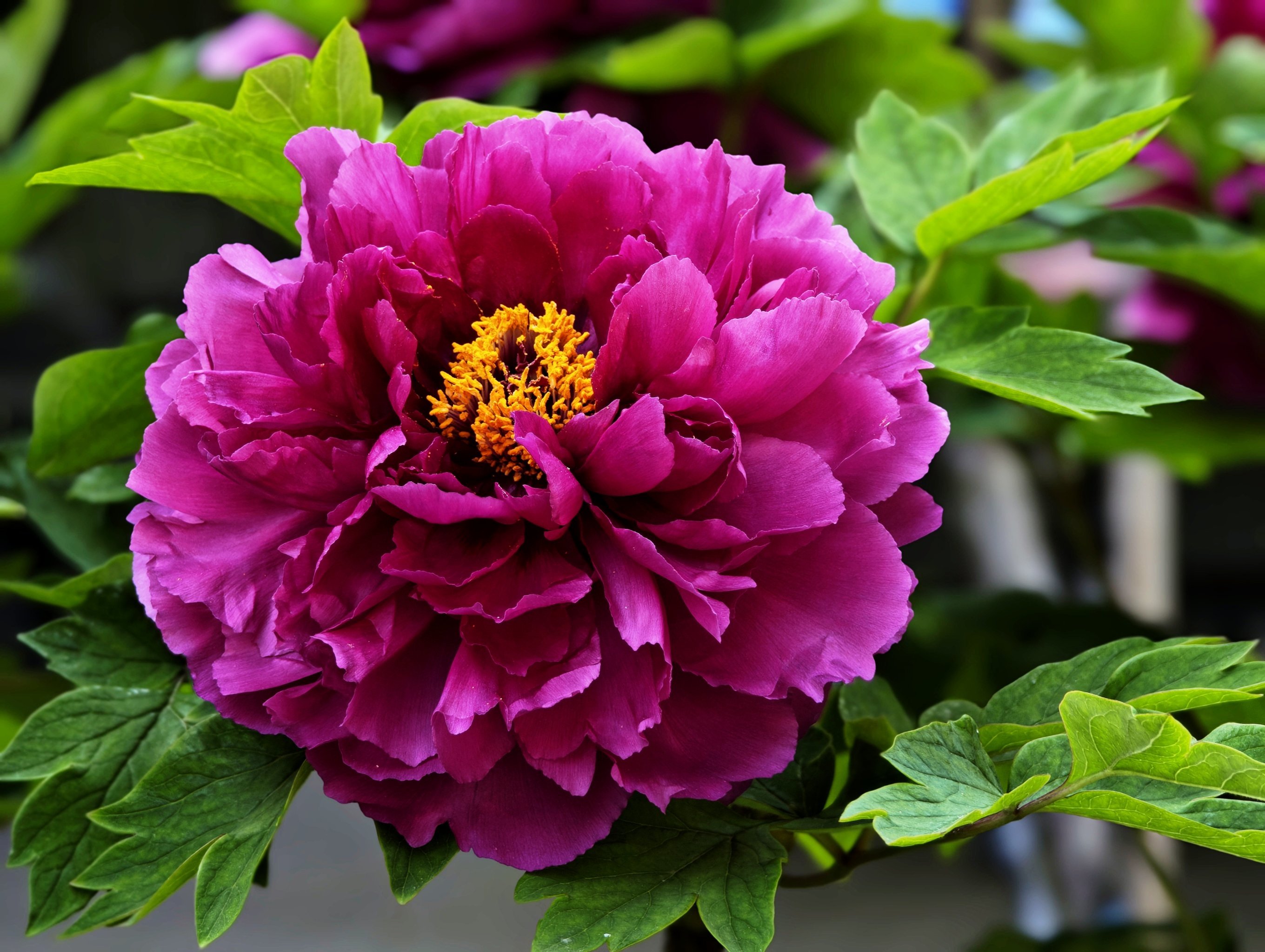 公园牡丹观赏记花开倾国色,瓣卷千层香