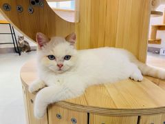 -Heymao猫咖.咖啡厅(东门店)