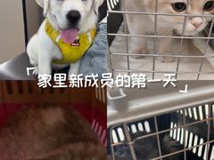 -瑞派伍一宠物医院·眼科·骨科·猫科转诊中心(马王堆院)