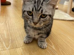 -猫咪派对(江南西店)