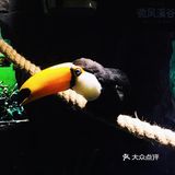 适合所有人的萌宠乐园
