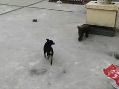 -波姐宠物家庭寄养