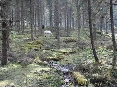 -硗碛藏寨·神木垒景区