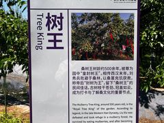 -御林古桑园
