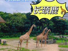 -深圳野生动物园