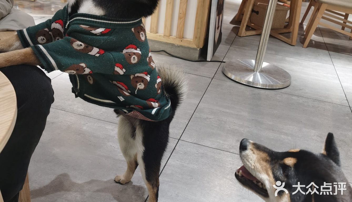 hey we go 柴犬吧