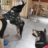 hey we go 柴犬吧