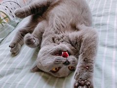 -lincat·猫舍(广州店)