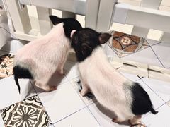 -RU DUCK柯尔鸭公社·撸鸭俱乐部·羊驼·小香猪