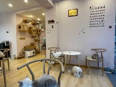 -猫咪派对(江南西店)