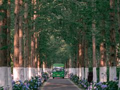 -合肥滨湖国家森林公园