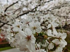 -高东镇樱花园