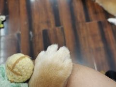 -豆柴町-柴犬主题狗咖(红鼎国际C座店)
