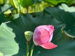 -野芷湖(地铁站)