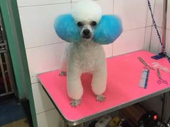 -喵宠乐园·撸猫互动·猫舍