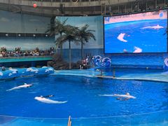 -海合安成都极地海洋公园