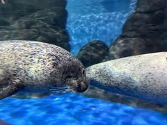 -上海海洋水族馆