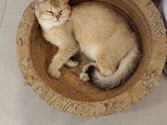 -三花喵·撸猫购宠·宠物生活馆(虹桥南丰城店)