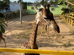 -西霞口神雕山野生动物世界