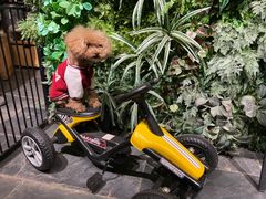 -百好乐宠物友好餐厅(朝外大街店)