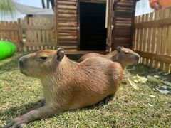 -北京野生动物园