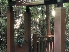 -亚龙湾热带天堂森林公园