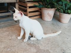 -自由生长植物工作室(深港花卉中心店)