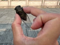 -余姚四明湖开元名都度假酒店·夏威夷西餐厅