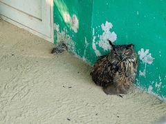 -西霞口神雕山野生动物世界