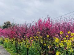 -南汇桃花村