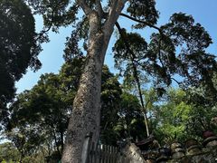 -都江堰普照寺