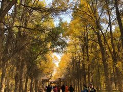 -金塔沙漠胡杨林景区