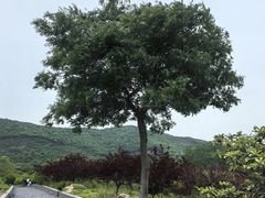 -绿杨春·淮扬宴(庐山路店)
