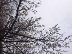 香雪海-香雪海