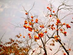 -周口店坡峰岭风景区