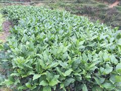 -文雅轩茶叶(锦和越界田林坊店)