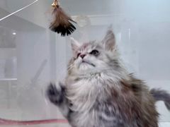 -青奢宠物·青奢猫舍